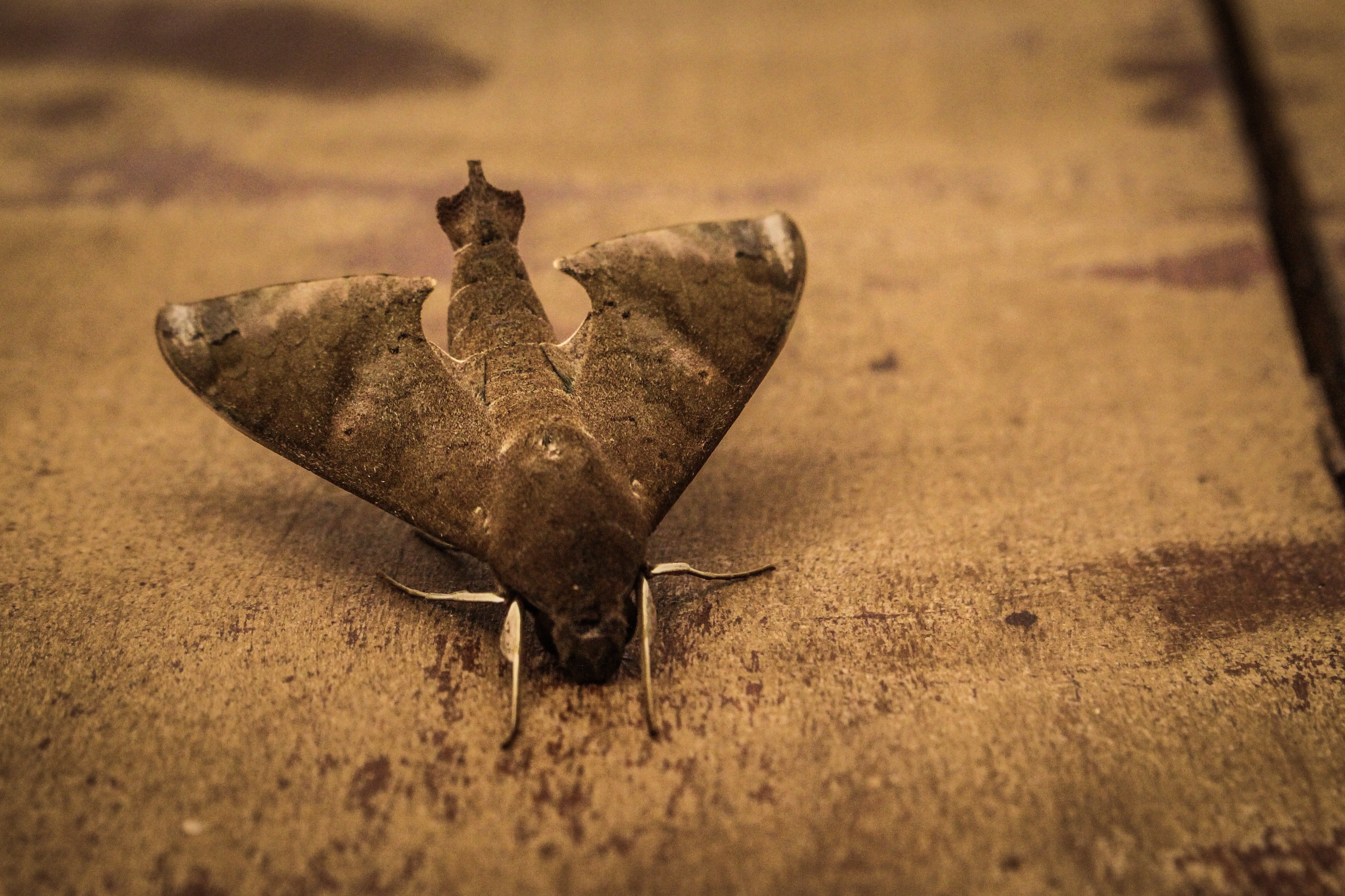 Moth. | Photo: Pexel: Jonny Lew