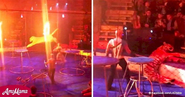 Terrifying video of a tiger collapsing in convulsions during a fire performance at the circus