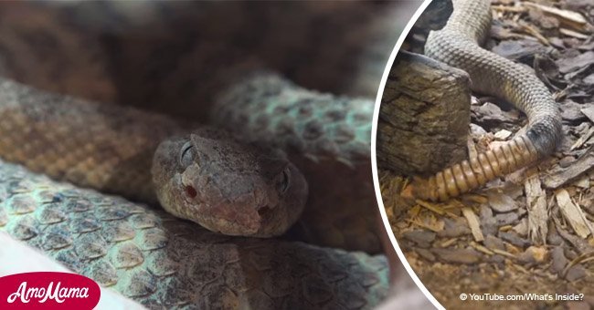 Creepy video shows what is inside a rattlesnake's tail