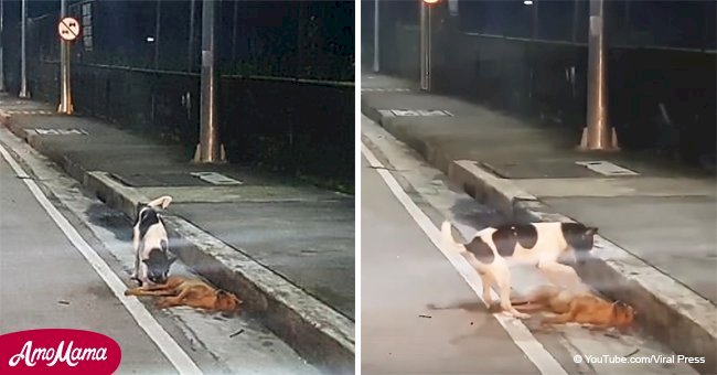 Harrowing video shows dog desperately trying to revive his dead friend on the road