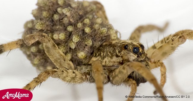 'Most terrifying thing ever': how spiders plagued a woman with a creepy nursery rhyme