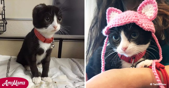 Someone stole little kitten's ears but kind-hearted volunteer made her new ones