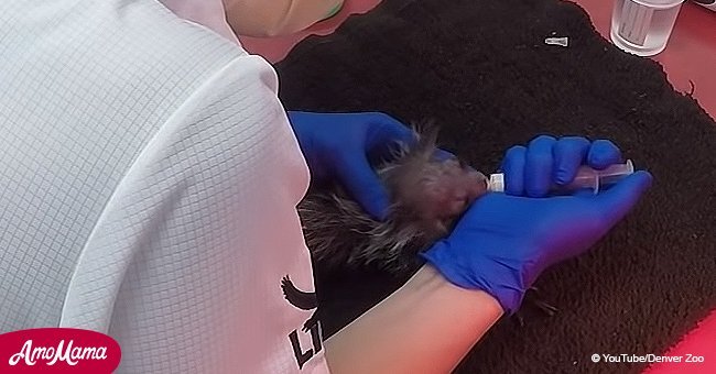 Rare newborn animal became the star of Denver Zoo, stealing visitors' hearts