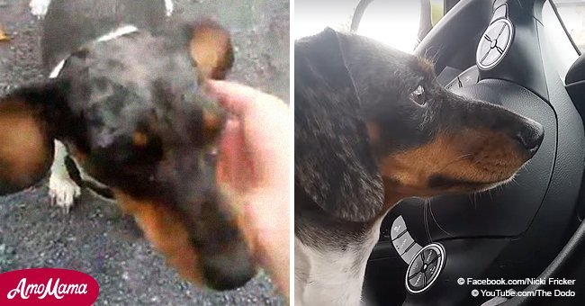 Poor dog almost left homeless because owners were having a baby