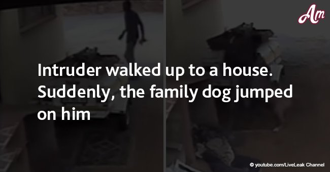 Intruder walked up to a house. Suddenly, the family dog jumped on him