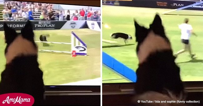 Dog watches himself winning a competition on TV and his reaction is priceless