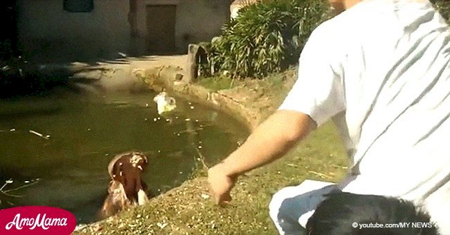 Outrageous moment tourist tosses a plastic cup into hippo's mouth 