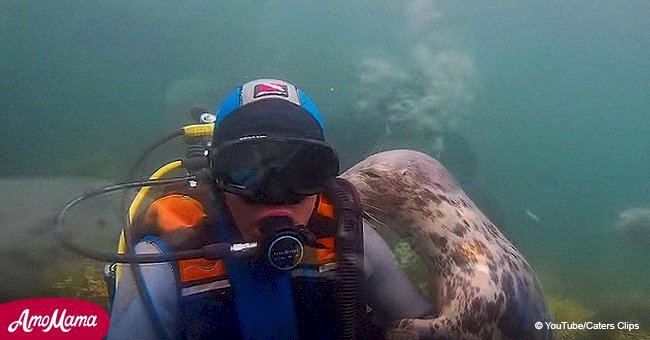 Sweet moment amicable wild gray seal embraces human diver (video)