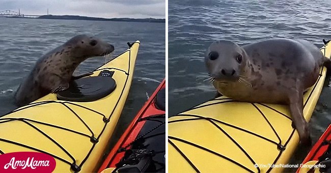 Cheeky seal hitches a ride on a kayak