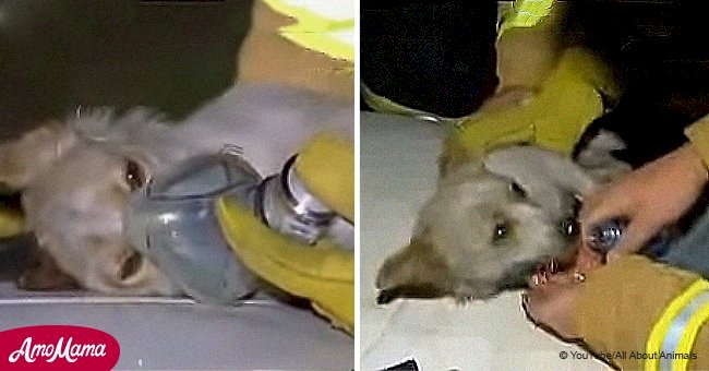 Dog almost dies while risking his life to save kittens from a burning house