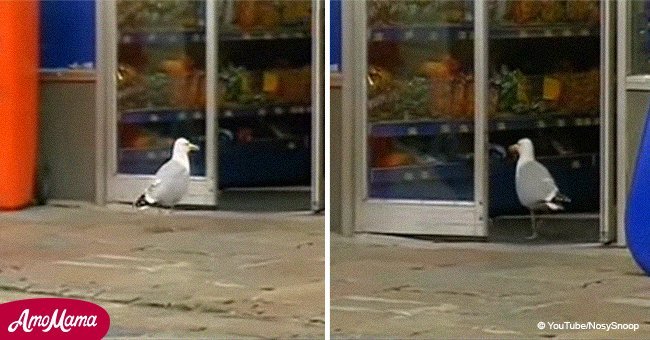 Cheeky seagull caught on tape committing a crime