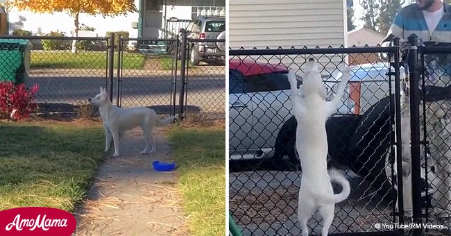 Blind and deaf puppy can still smell her owner coming home