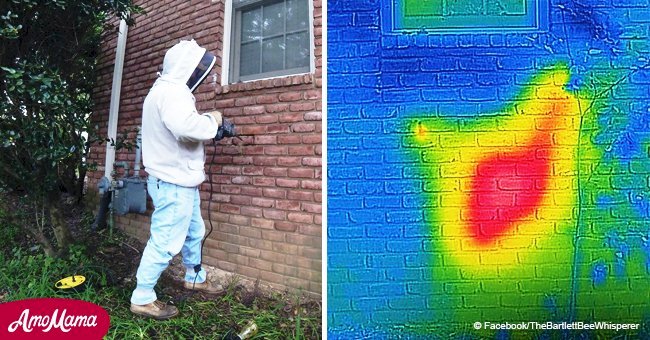 Honeybee rescuer removes bricks from man’s house and is amazed by view of giant nest 