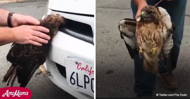 Hawk rescued after getting stuck in car grille