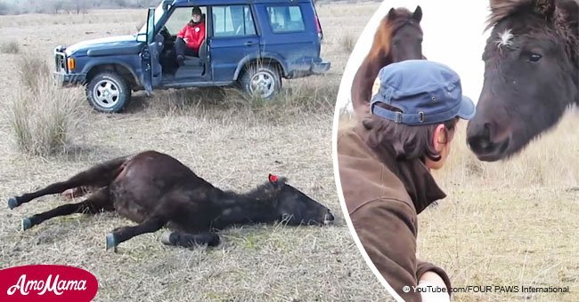 Vet frees shackled horse and receives a heartfelt thank you