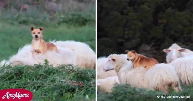 Dog caught making friends with the sheep he's supposed to be guarding