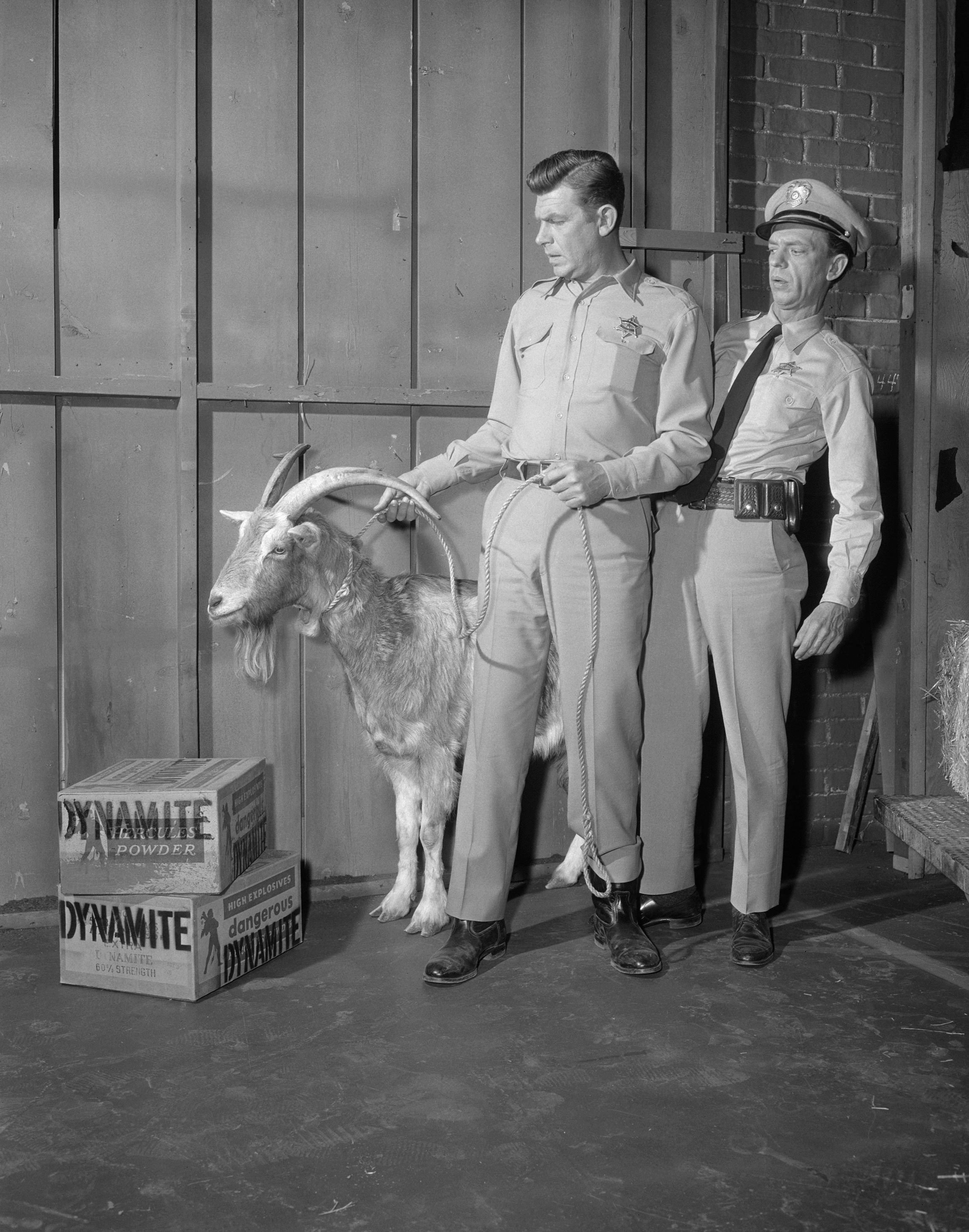 Jimmy the loaded goat, Andy Griffith, and Don Knotts in episode: "The Loaded Goat" on "The Andy Griffith Show." Image dated December 4, 1962 | Photo: CBS/Getty Images