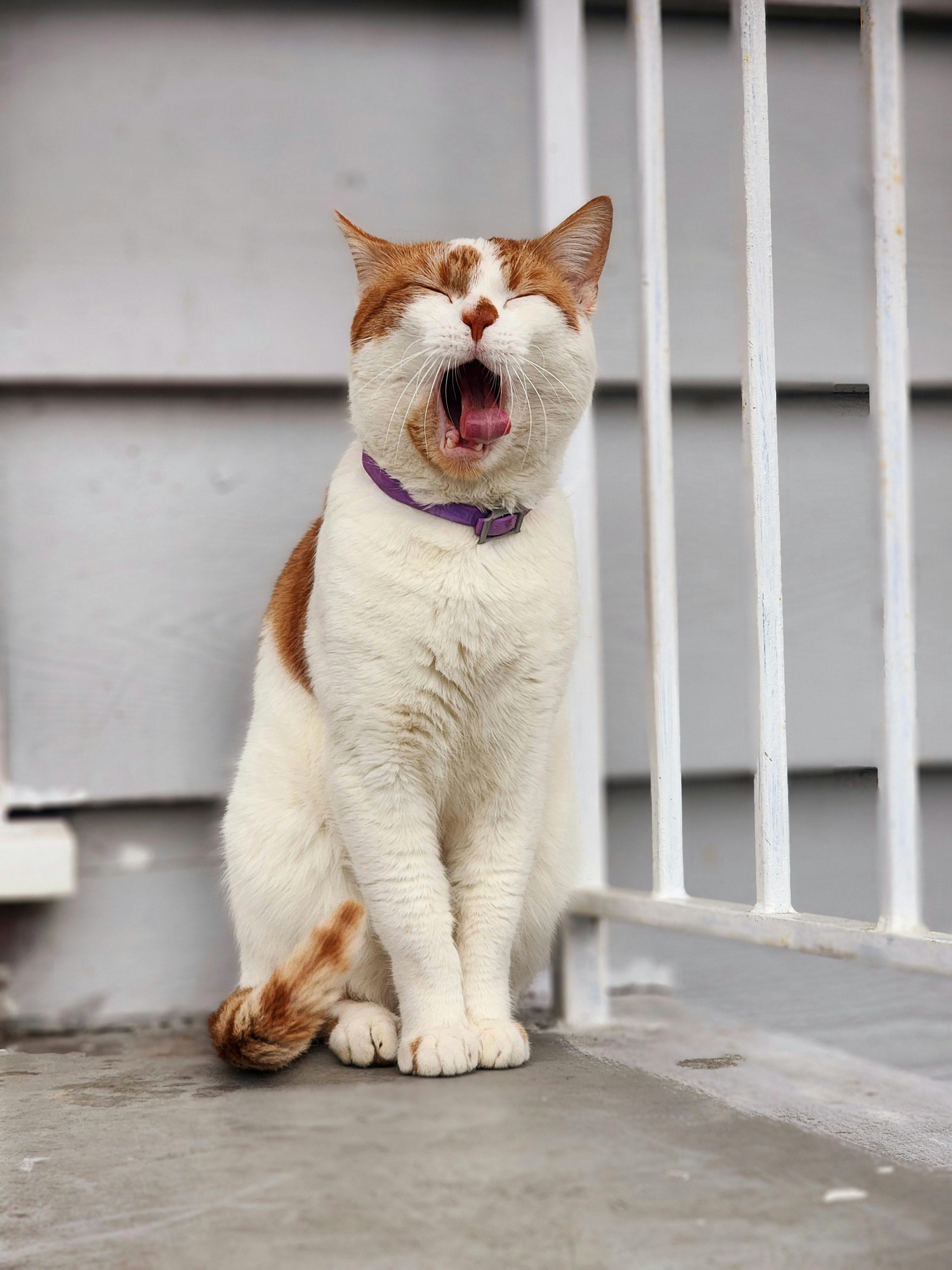 A cat yawning | Source: Pexels