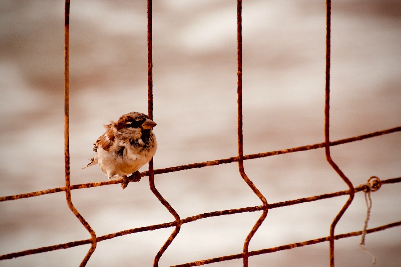 A sparrow perched on metal wires. | Photo: Unsplash/José Fulgencio Orenes Martínez