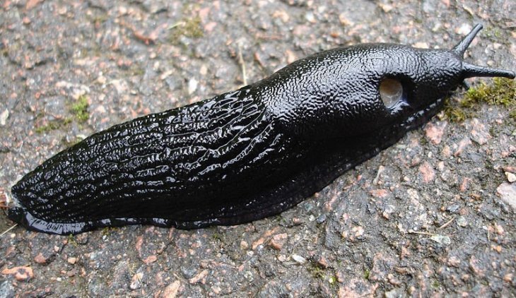 Source: Wikimedia Commons