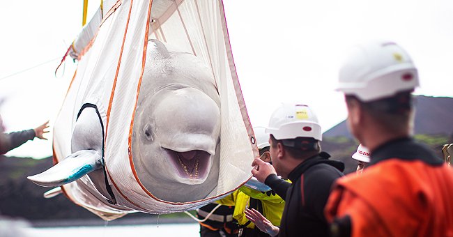 The Sea Life Trust team moves beluga whale Little Grey from a lorry to a tugboat during transfer to the bayside care pool in Klettsvik Bay in Iceland in June 2019 | Photo: Getty Images