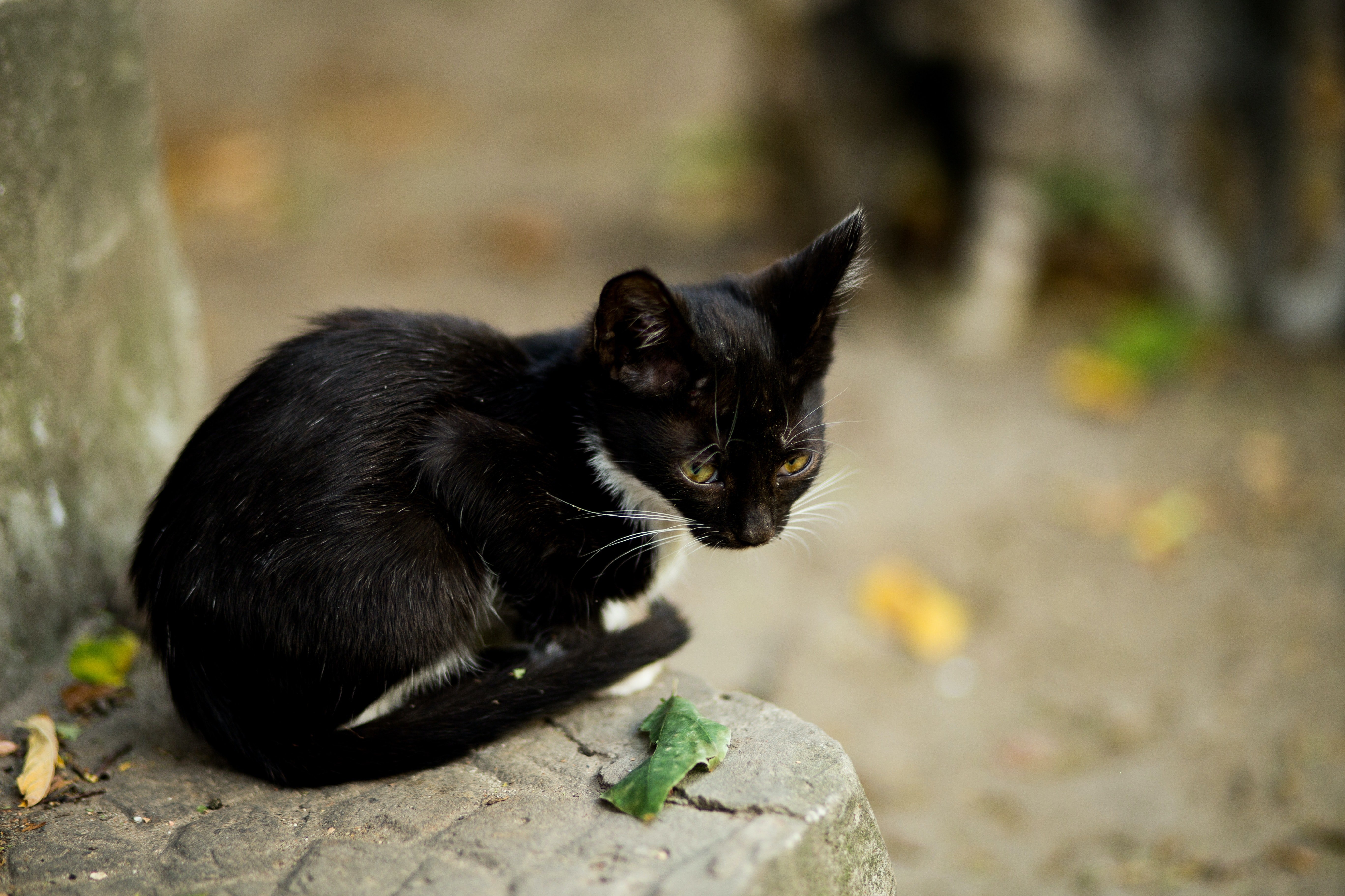 A black cat tried to call Jeffrey and Pamela's attention. | Source: Pexels