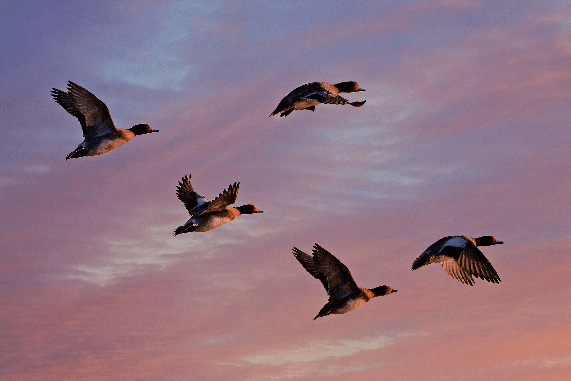 Mike hoped that money would fall from the sky, not ducks! | Photo: Pixabay/ Mabel Amber