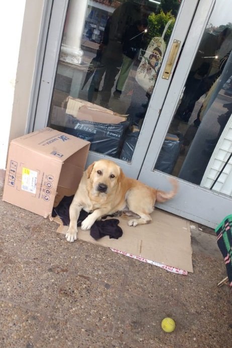 Hund wartet vor Krankenhaus auf Herrchen | Quelle: Twitter/GabrielaInglese