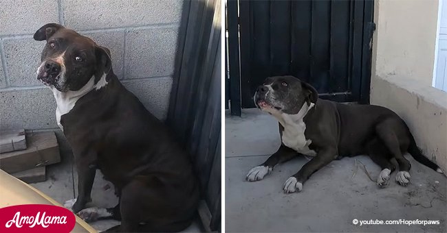Älterer streunender Hund mit Krebs wartete 3 Wochen, um vor dem Leben