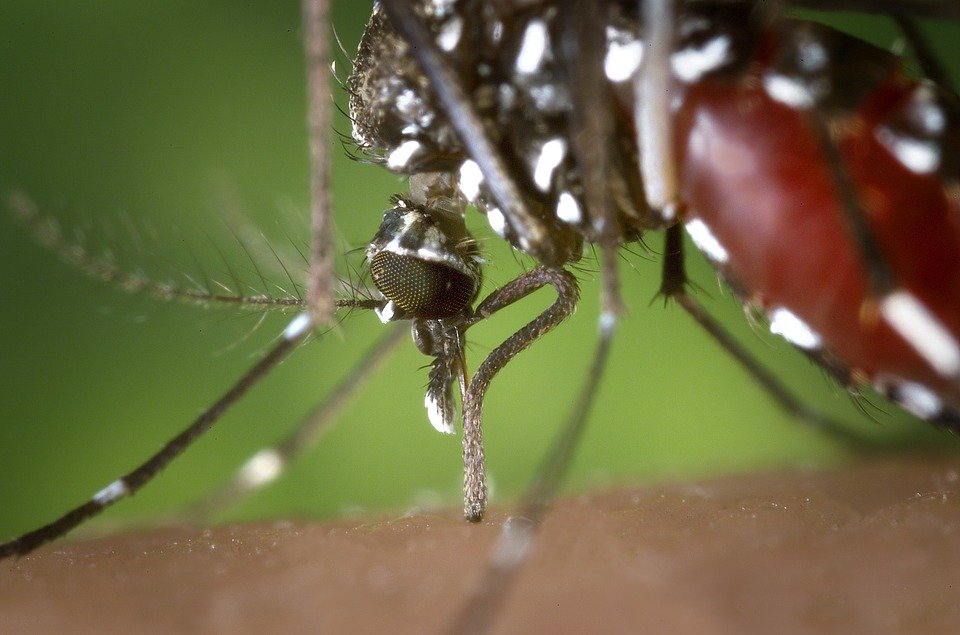 Mosquito Hembra Aedes Albopictus. | Imagen: Pixabay Mosquito Hembra Aedes Albopictus. | Imagen: Pixabay