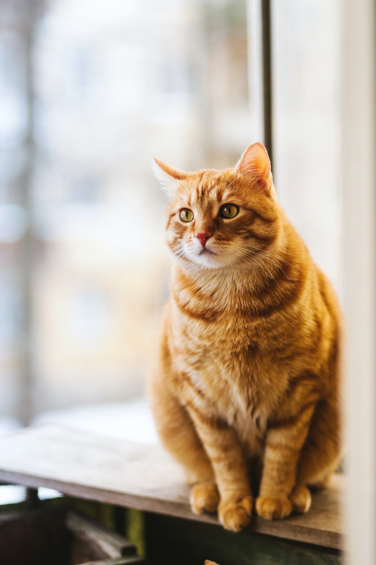 Photo of a golden cat on a desk | Photo: Pexels