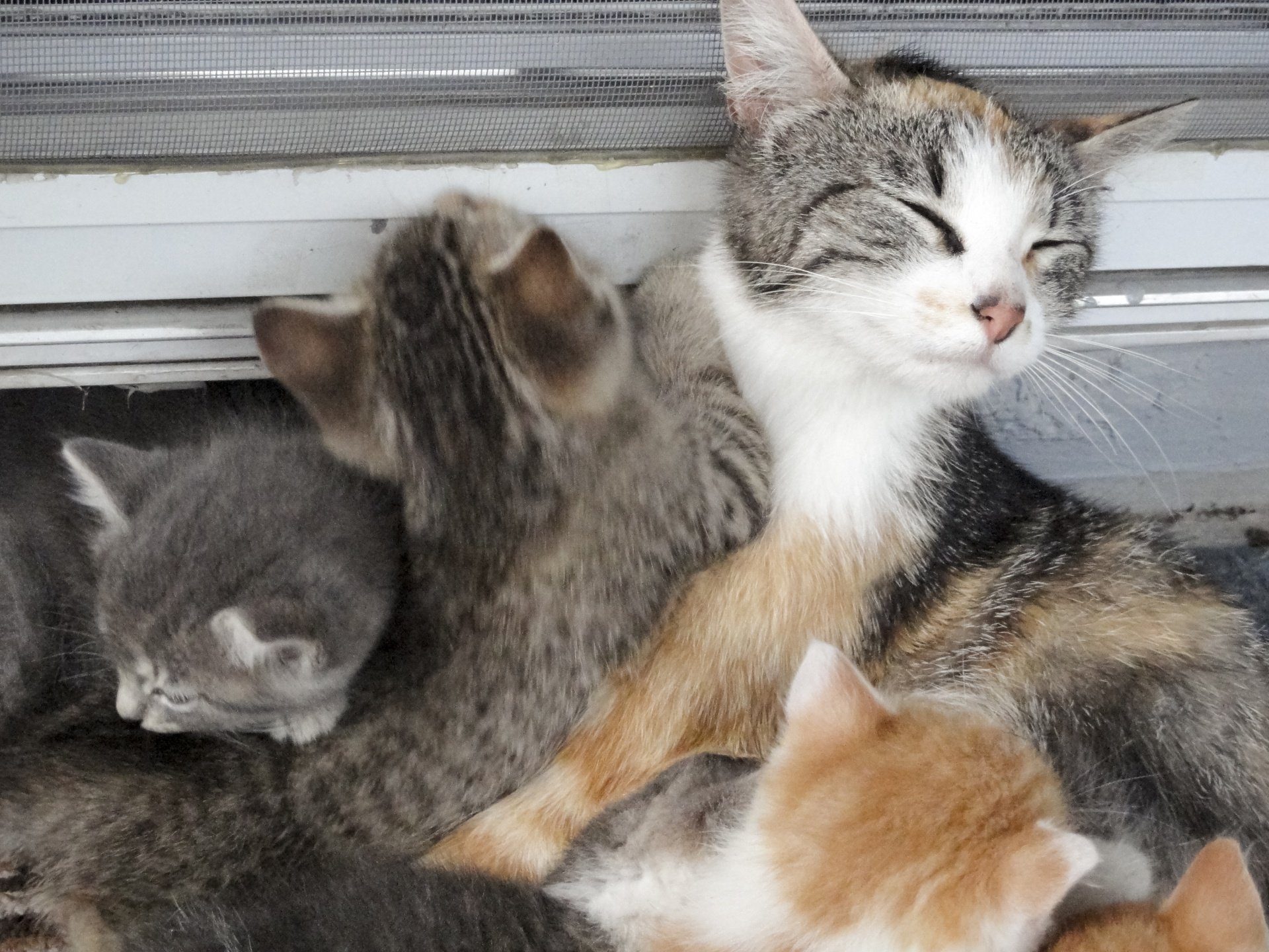 Gata con sus gatitos. | Imagen: Public Domain Pictures Gata con sus gatitos. | Imagen: Public Domain Pictures