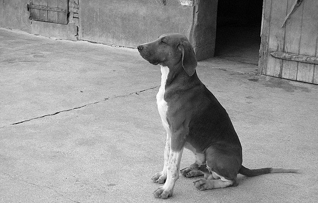 Un chien assis. l Source: Flickr Un chien assis. l Source: Flickr