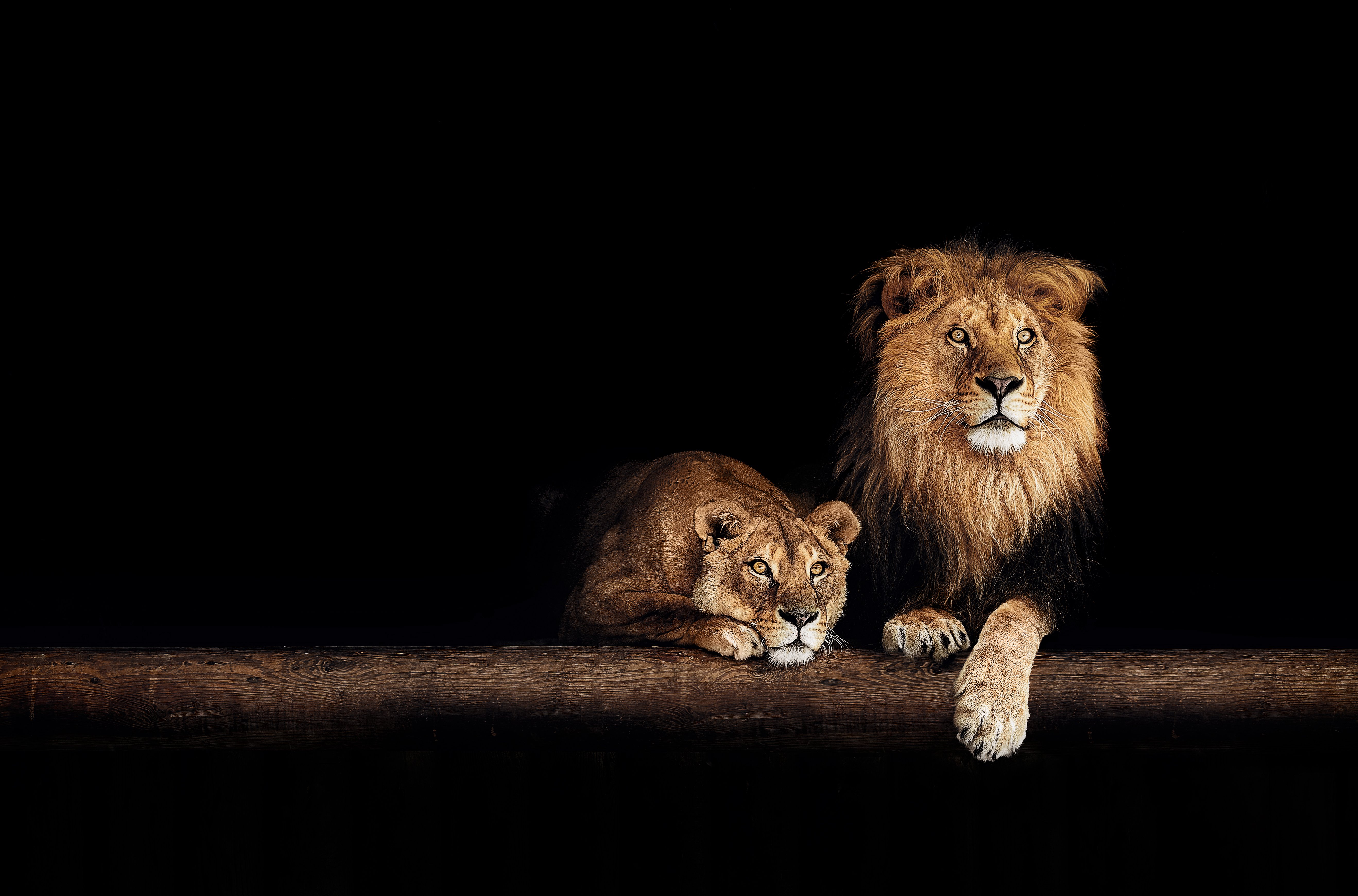 Leones juntos | Foto: Shutterstock