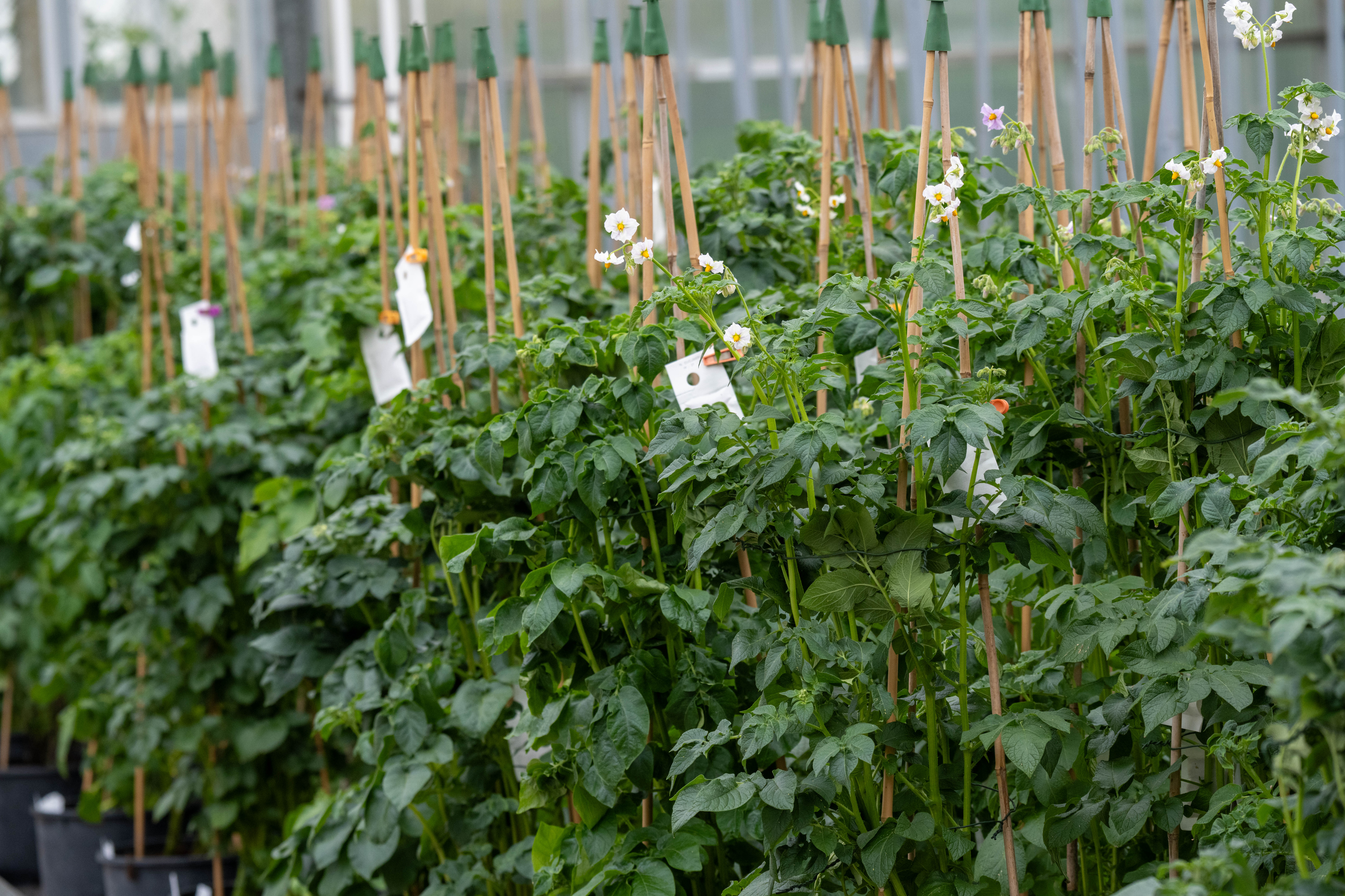 Potato plants in an experimental greenhouse | Source: Getty Images