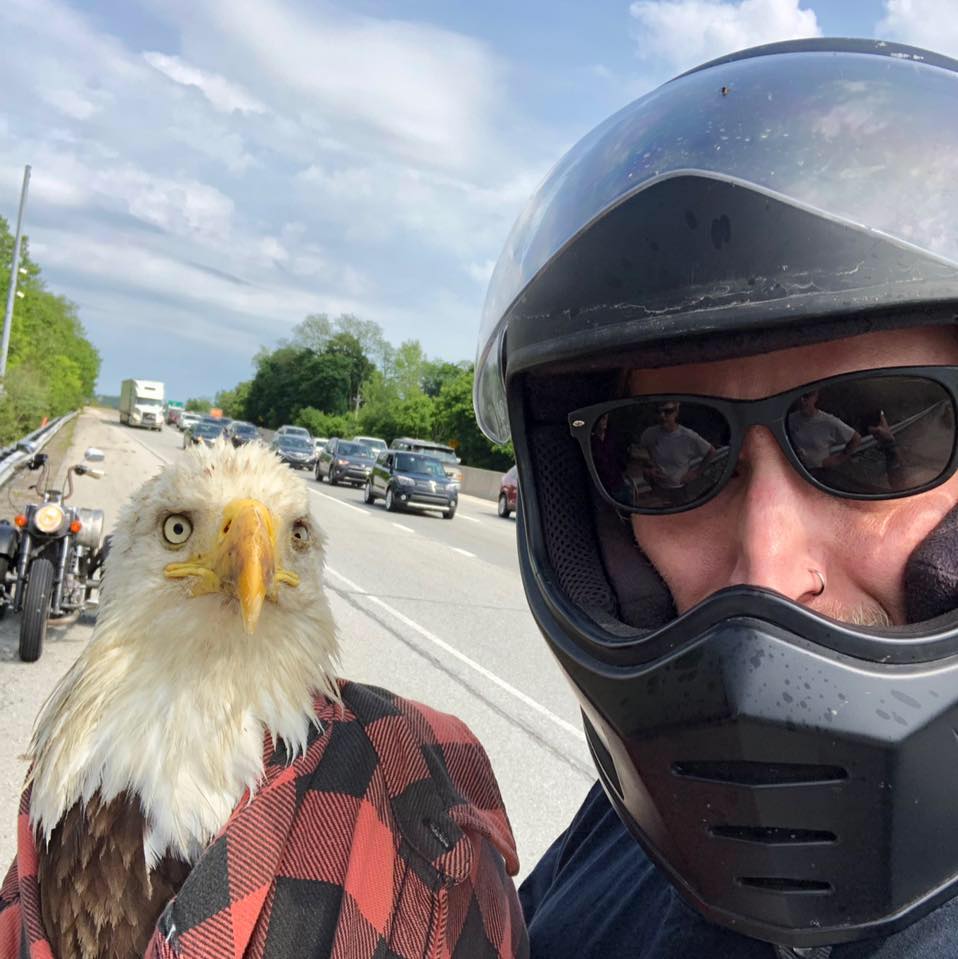 Miller carefully scooped the injured eagle off the road | Source: Facebook/Dandon Miller