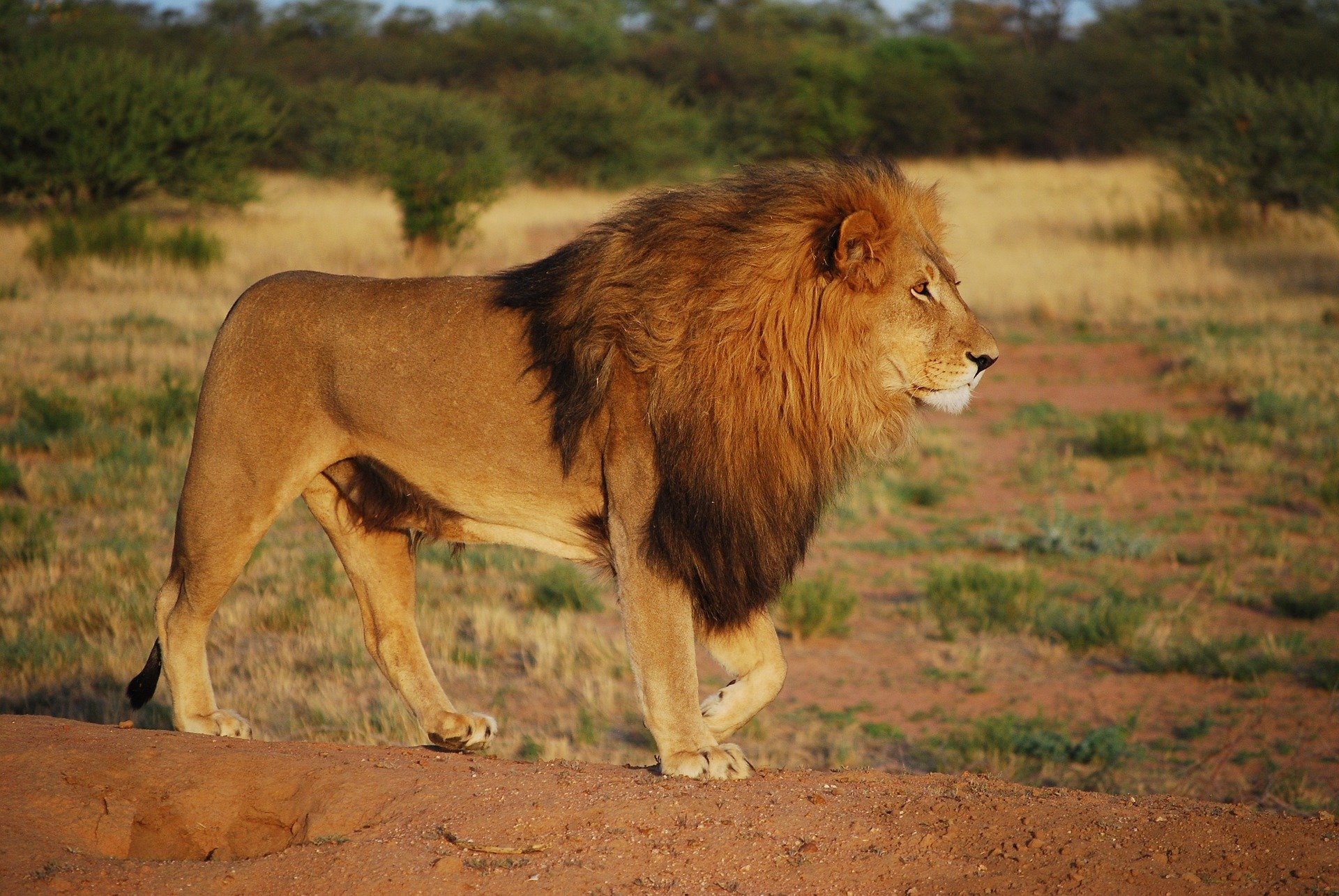 The lion wasn't real either! | Photo: Pixabay/Gerhild Klinkow