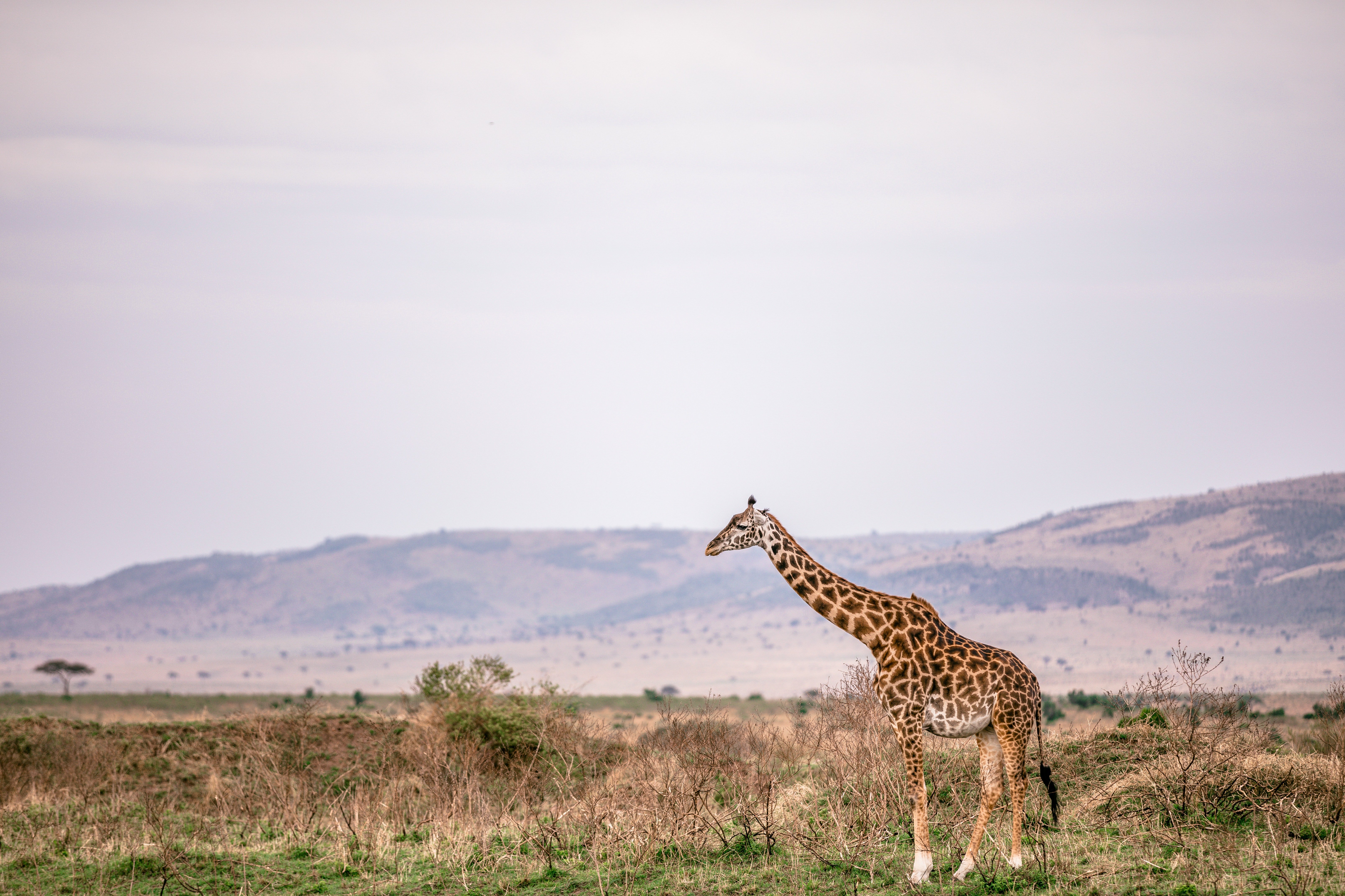 Pictured - An image of a giraffe standing on a grassy meadow | Source: Pexels 