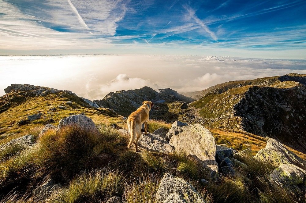 A dog standing on the top of a mountain. | Image: Pixabay.