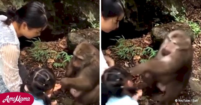 Shocking moment monkey punches little girl in the face, and she falls to the ground