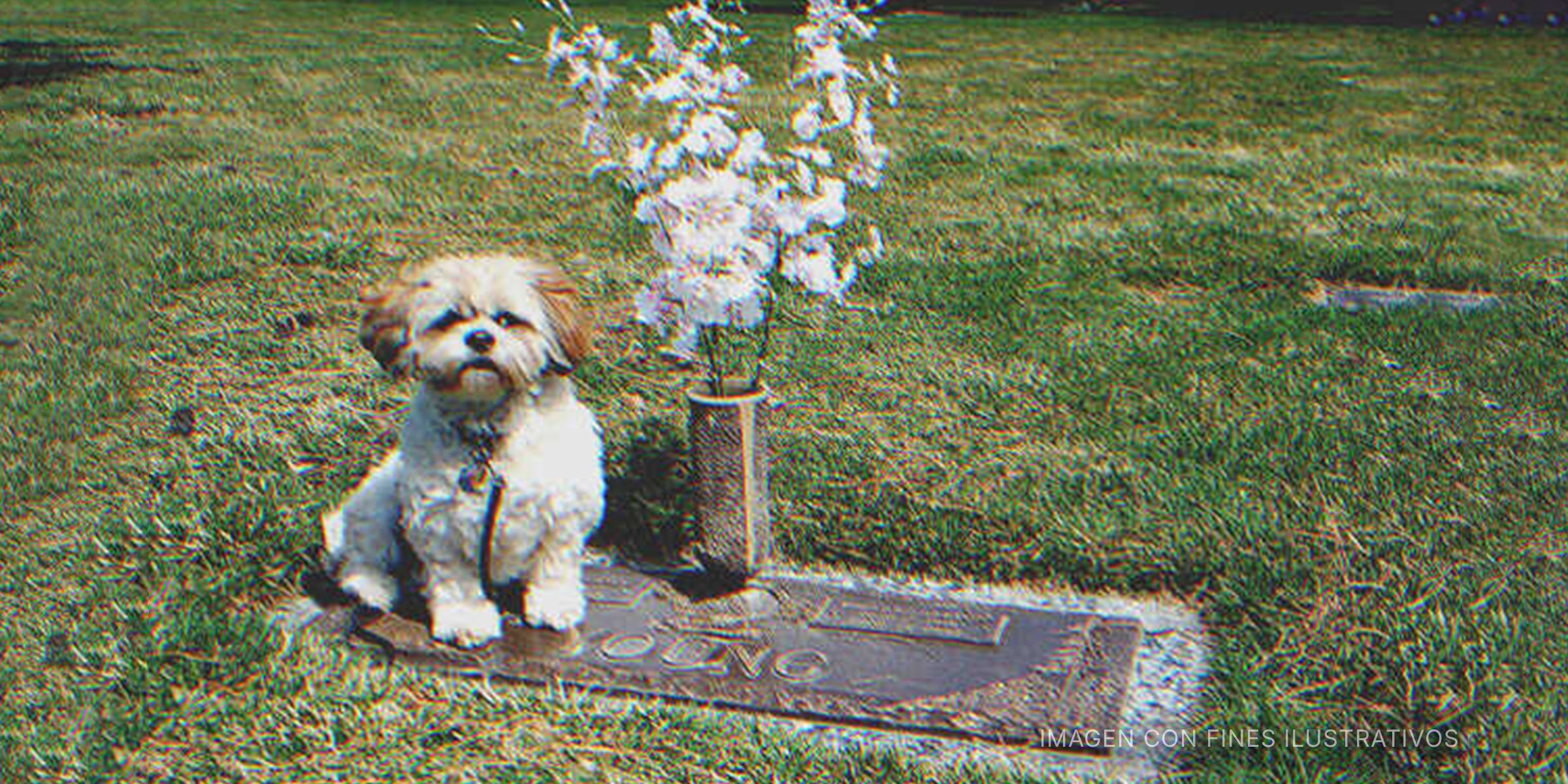 Perro sentado en una tumba. | Foto: flickr.com/justthismoment (CC BY 2.0)