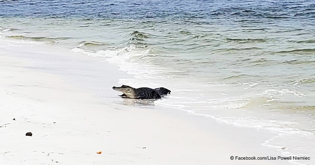 Huge Alligator Makes Unexpected Appearance on a Popular Florida Beach