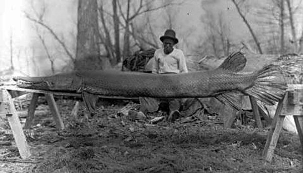 Unidentified man with alligator gar, 1910. Image Source: YouTube/Evansville