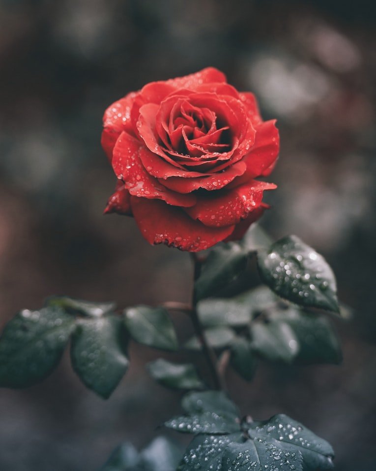 Mr. Courtney always bought one perfect red rose. | Source: Unsplash