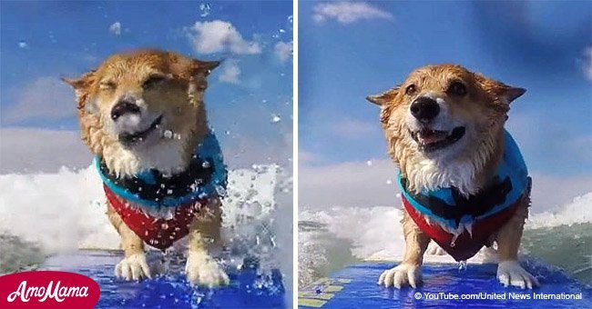 Dog uses surfing as a form of therapy after grave injury