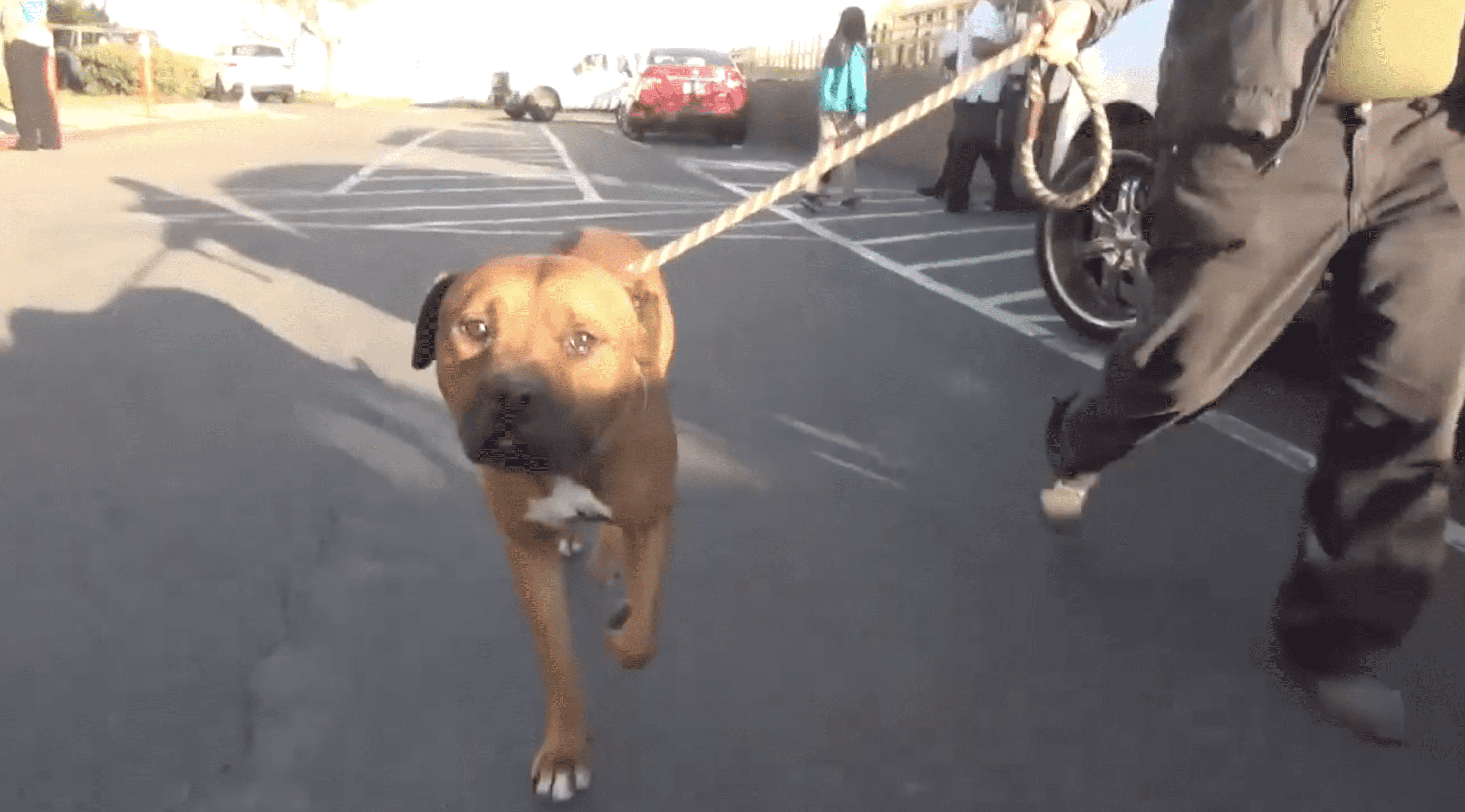 AJ is captured walking on a leash after being rescued. | Source: facebook.com/savingcarsonshelterdogs