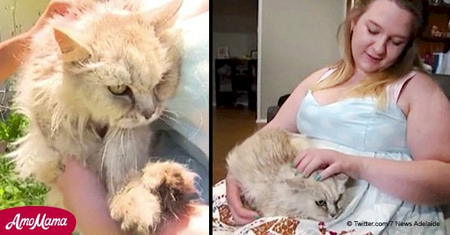 Unbelievable reunion: woman finds a cat she lost 14 years ago