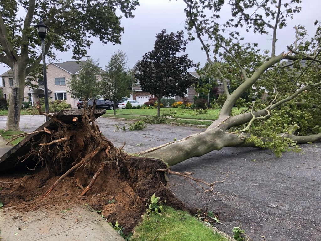 High winds from Tropical Storm Isaias brought down a tree on August 4, 2020 | Photo: Getty Images