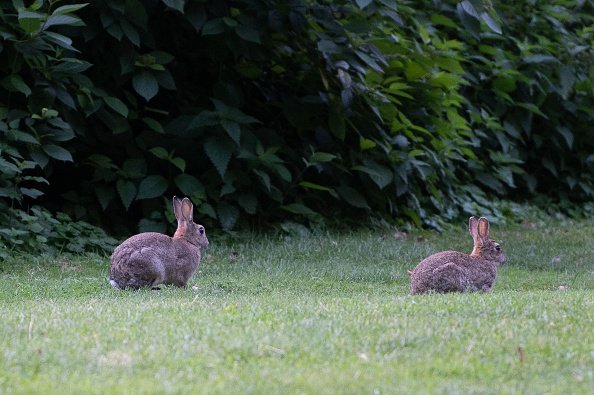 Rabbits enjoying the coolness in the morning in the Tiergarten. | Photo: Getty Images