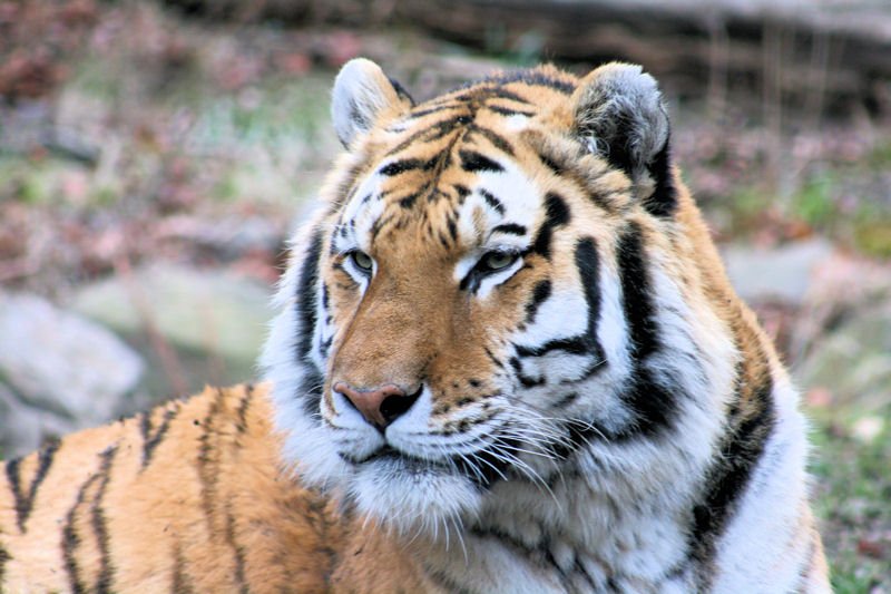 Tigre de Bengala en el Zoológico del Bronx, Nueva York. | Foto: Wikipedia
